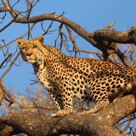 Sabi Sand is famous for its leopard sightings.