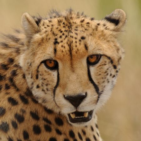 Cheetah portrait.