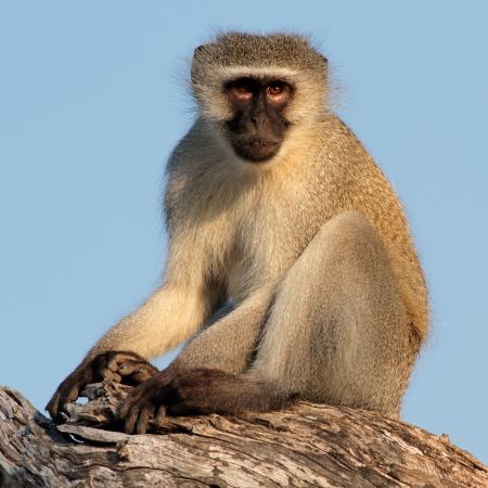 Monkey vervet Celebrity vervet