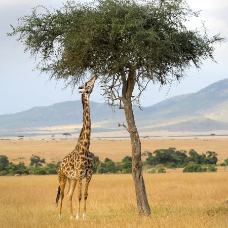 Girraffe on the plains of the Masai Mara