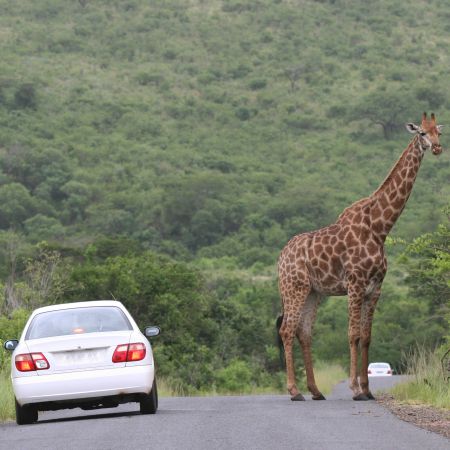 A male giraffe blocks the road.