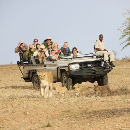 Tracking a lioness and her cubs at Kapama.