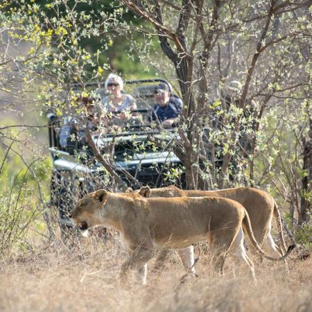 Tracking lions on a budget safari.