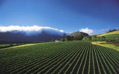 South Africa Holidays - The Cape Winelands