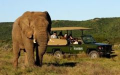 Elephant Photos Taken By Our Guests and Travel Butlers