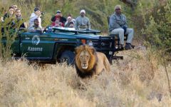 Lion Photos Taken By Our Guests and Travel Butlers