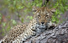 When to go on safari in Southern or East Africa