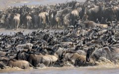 The Great Migration