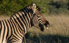 Cape Town Safari Ideas