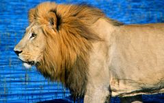 Botswana Holidays