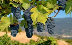 Wellington Wine Route