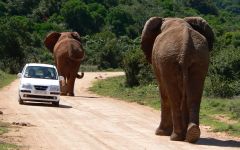 Self-Drive Safaris in the Kruger National Park