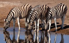Escorted Safari Tours Across Southern and East Africa