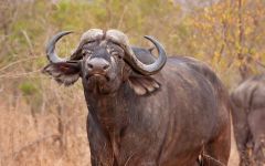 Buffalo Photos Taken By Our Guests and Travel Butlers