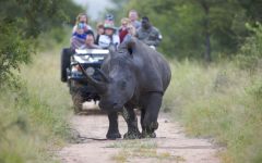 Rhino Photos Taken By Our Guests and Travel Butlers