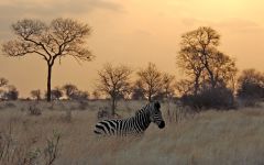 When to Visit Kruger