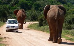 Self Drive Safaris in South Africa