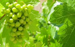 Wine routes in the Cape Winelands