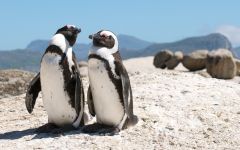 Around Cape Town