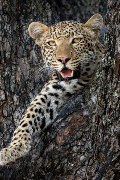 Little Vumbura Leopard - Wilderness Safaris