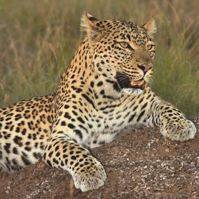 Lobengula Shamwari Leopard