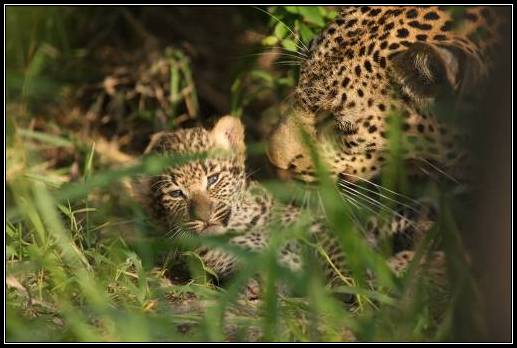 Savanna Leopard Cub