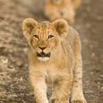 Very Sweet Lion Cub