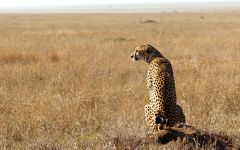 On the Look Out