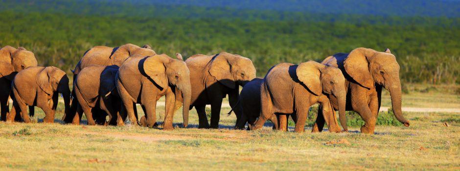 Elephants in the Eastern Cape