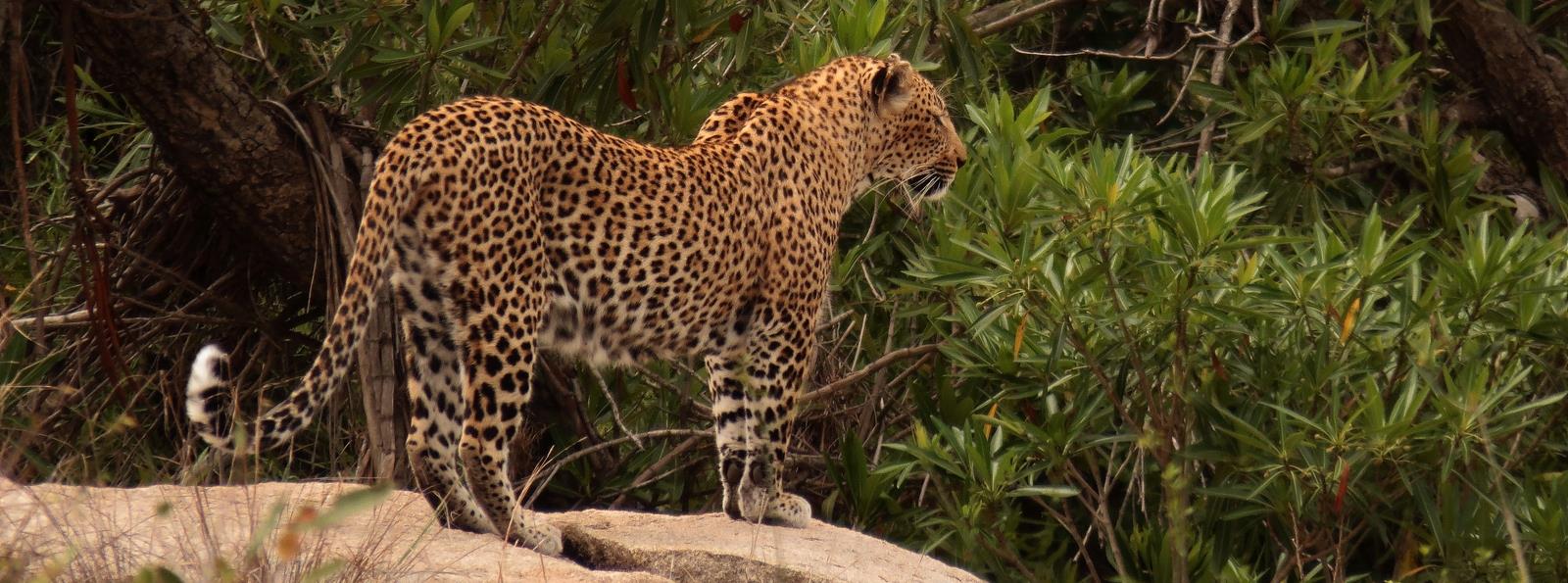 The Greater Kruger Park is the best place to see leopards in South Africa.