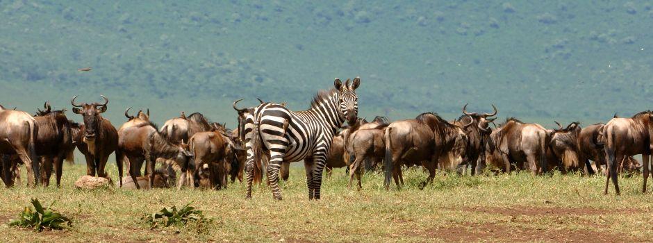 Seeing the Great Wildebeest Migration in Tanzania