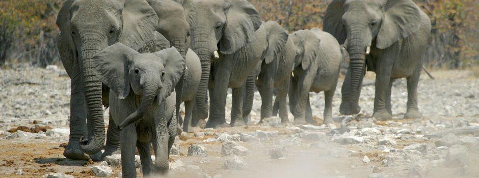 Namibia One Week Safari