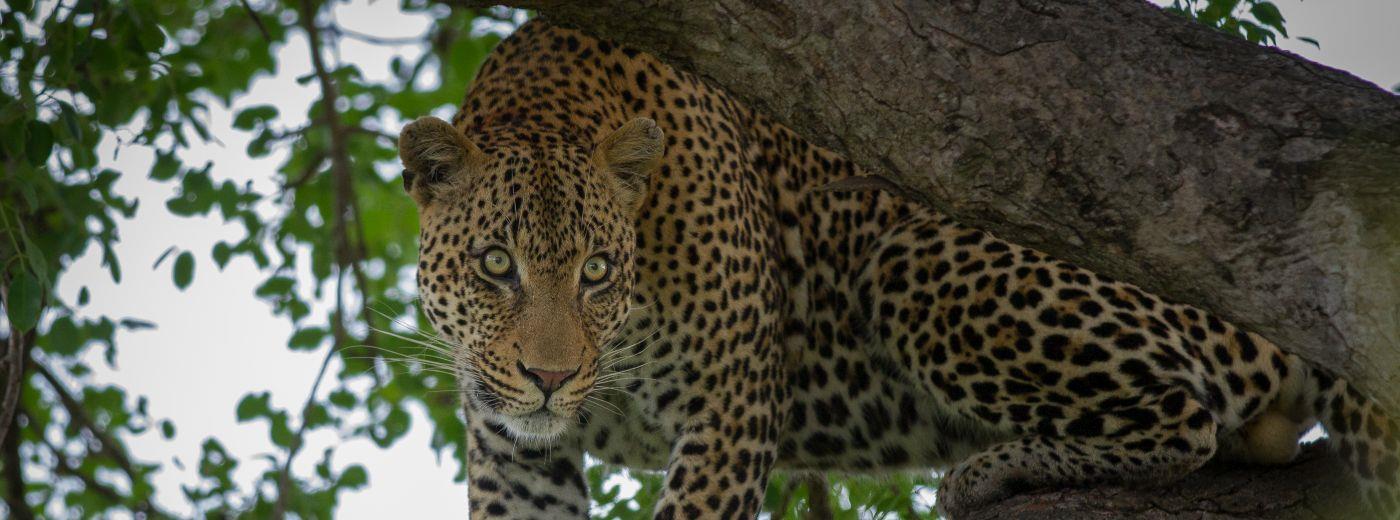 Best of South Africa and Mauritius