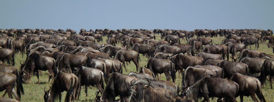 Seeing the Great Wildebeest Migration in Kenya