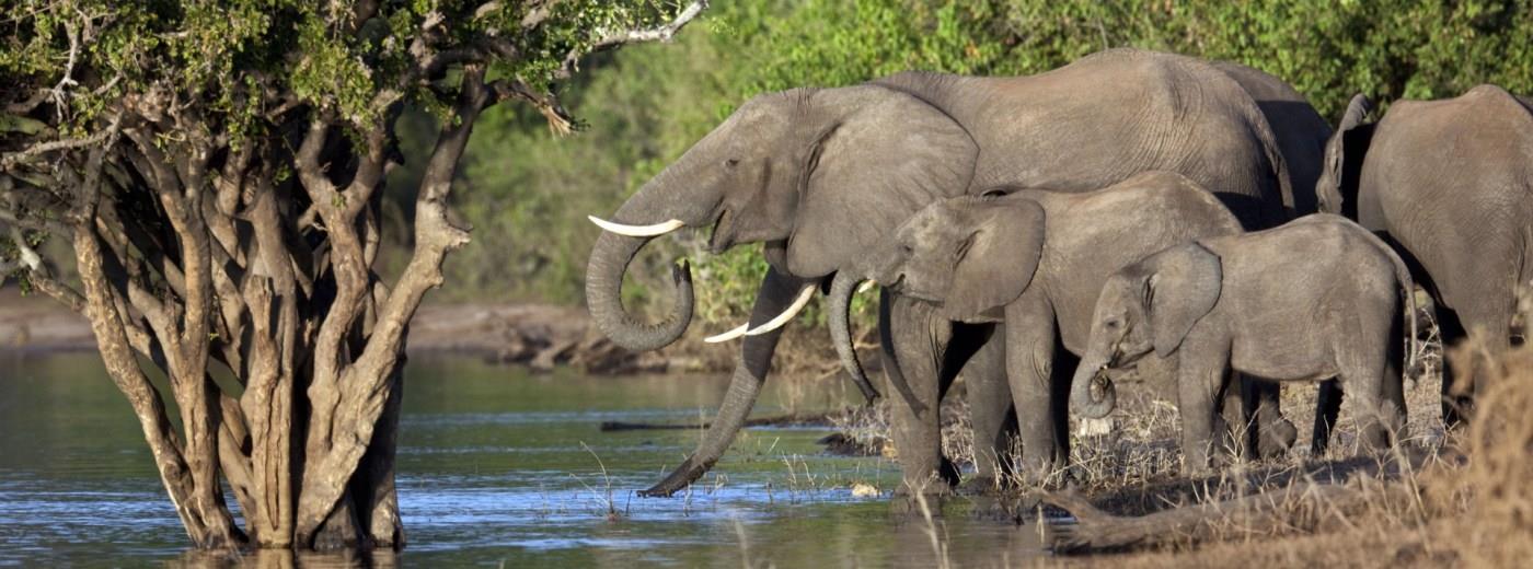 Botswana Holiday Guide