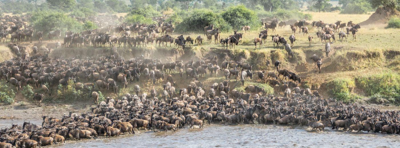 The Great Migration | Wildebeest | Serengeti Plains | Grumeti River