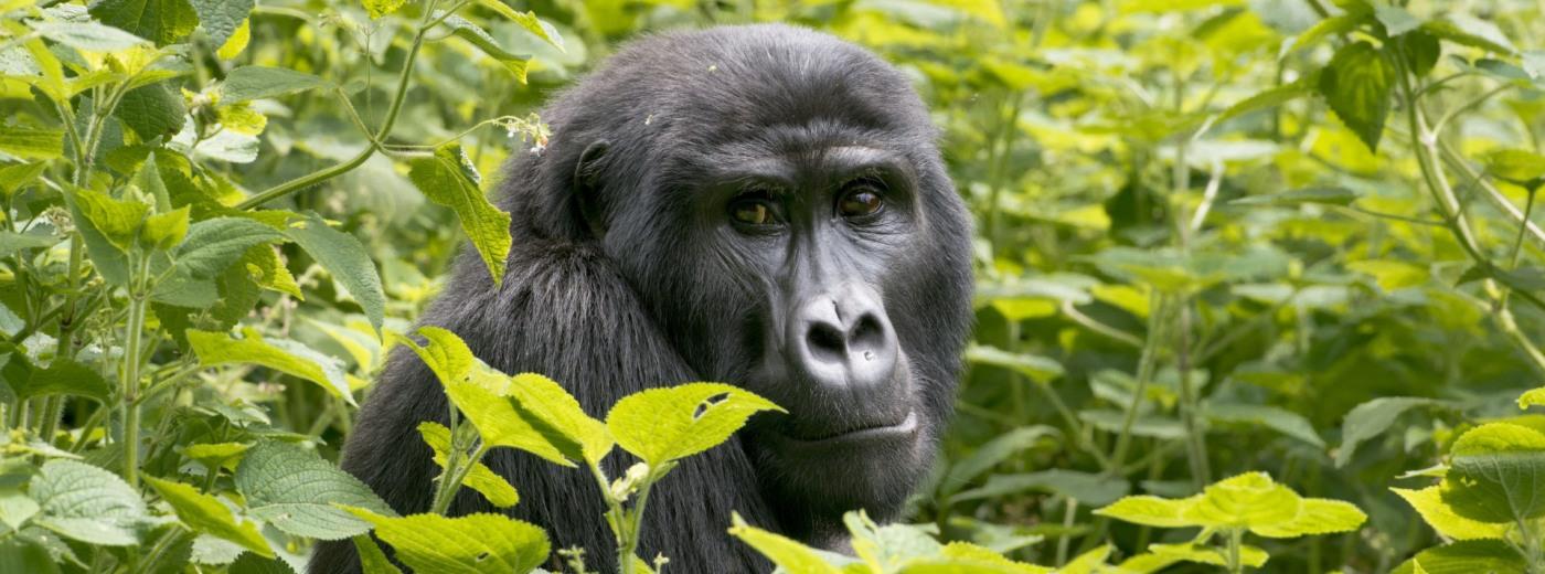 Alternative Safari Experiences
