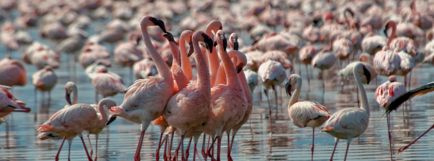 Great Rift Valley Lakes