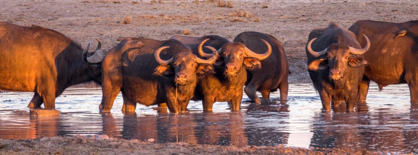 forkorte løst At vise The Buffalo | Wildlife Guide