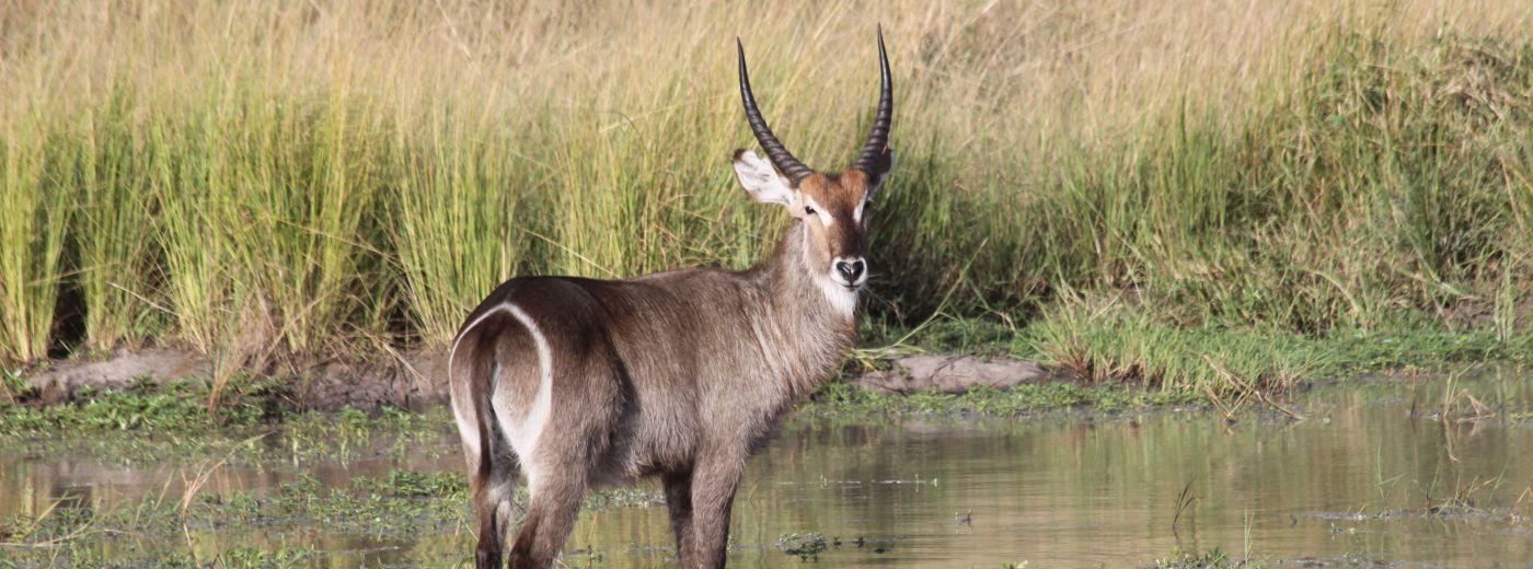 The Waterbuck | Wildlife Guide