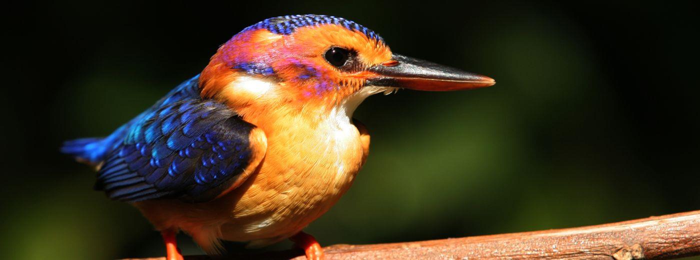 The Pygmy Kingfisher