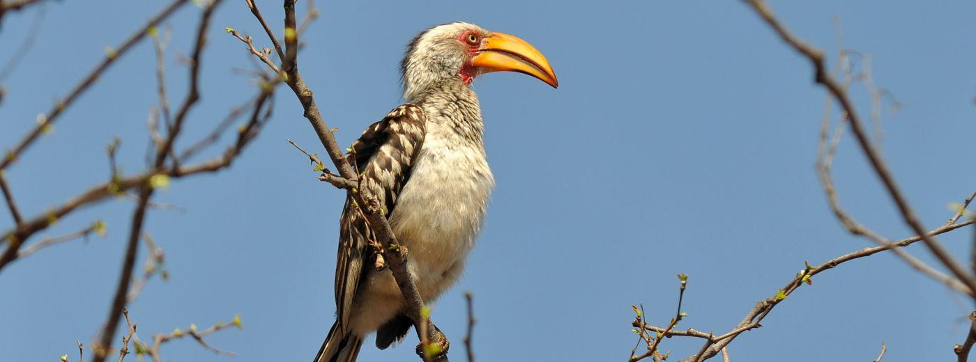 The Yellow Billed Hornbill