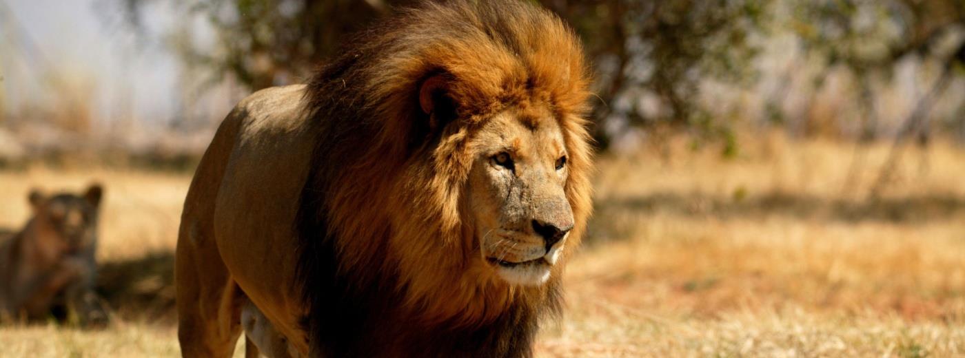 heroisk Tyggegummi rabat Folklore | Why Lion Hunt Buffalo