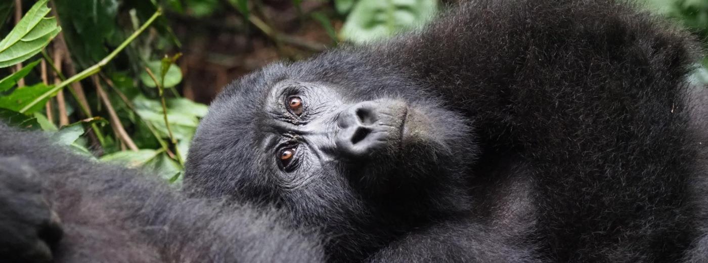 General Information For Gorilla And Chimp Trekking