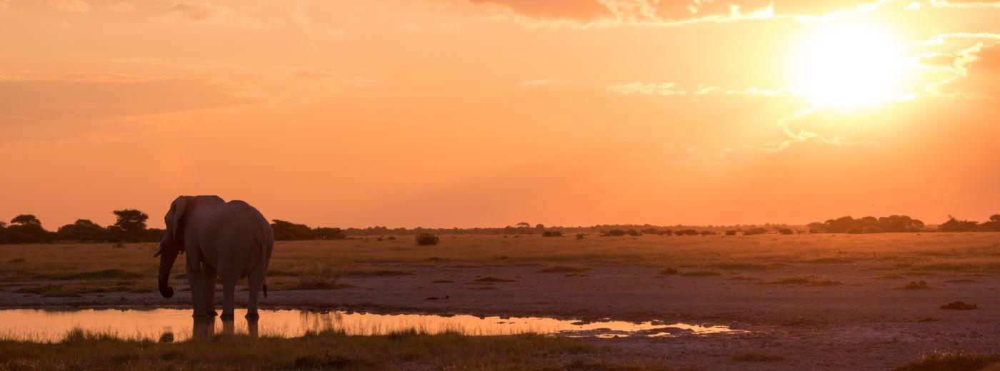 african safari june