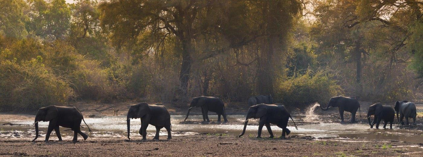 When to Go on Safari in Zimbabwe