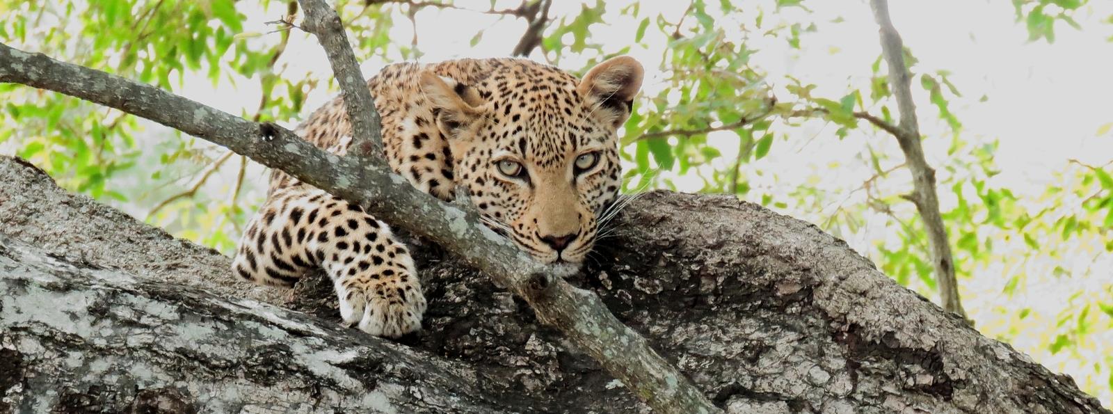 Cheetah Introduced To Mabula Game Reserve