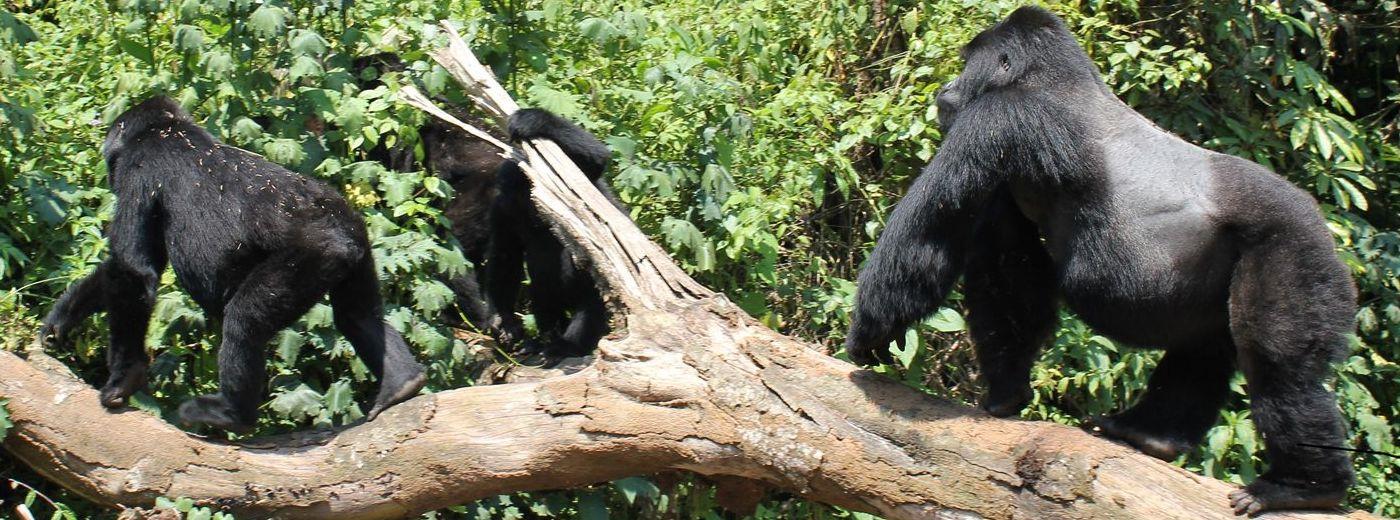 Fly In, Fly Out Gorilla Trekking