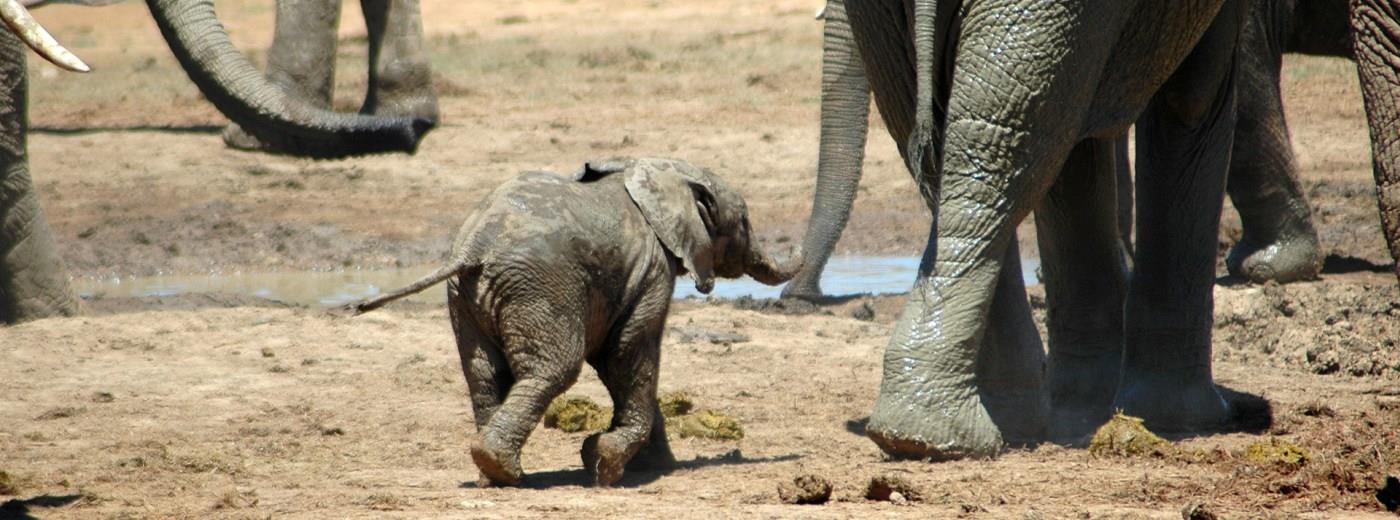 Gorongosa National Park