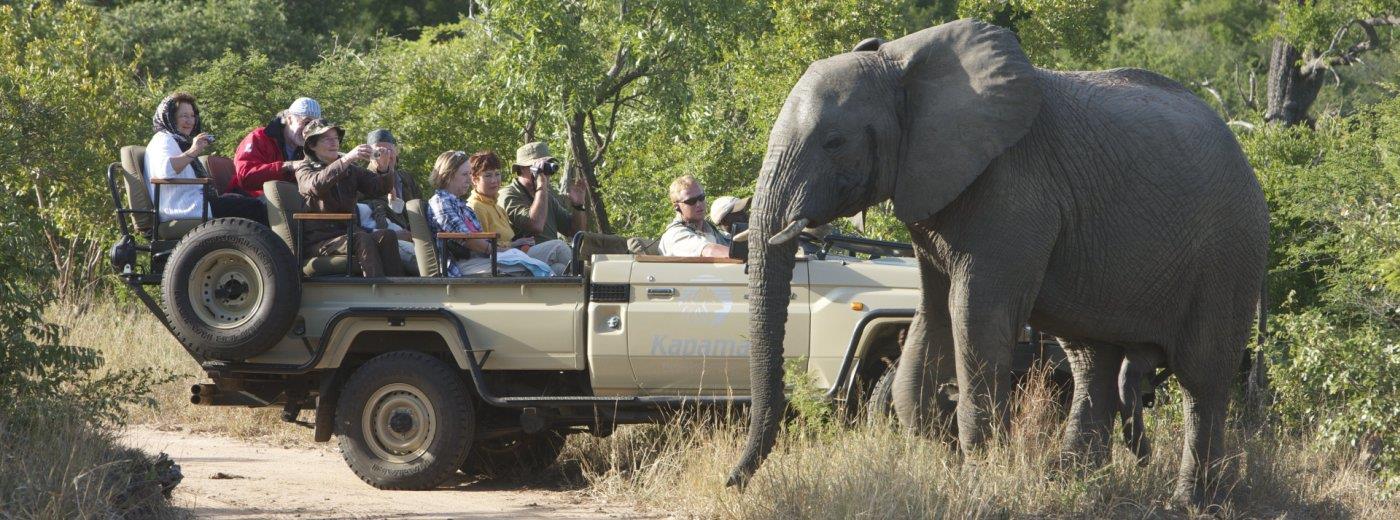 Safari and Beach Escape from Reality